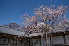 ２０１５醍醐の桜（２）
