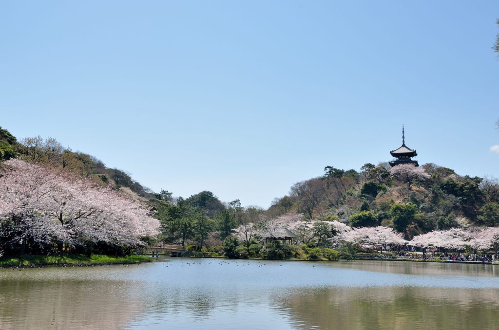 桜と池と五重塔（近づいて）