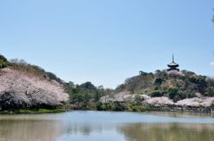 桜と池と五重塔（近づいて）