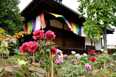 牡丹の寺