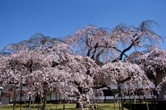 ２０１５醍醐の桜（１）