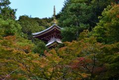 塔を囲む紅葉