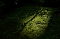 木の陰と苔