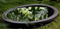甕に映った木々（安国論寺）