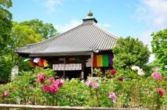 京都/乙訓寺(ぼたんの寺)