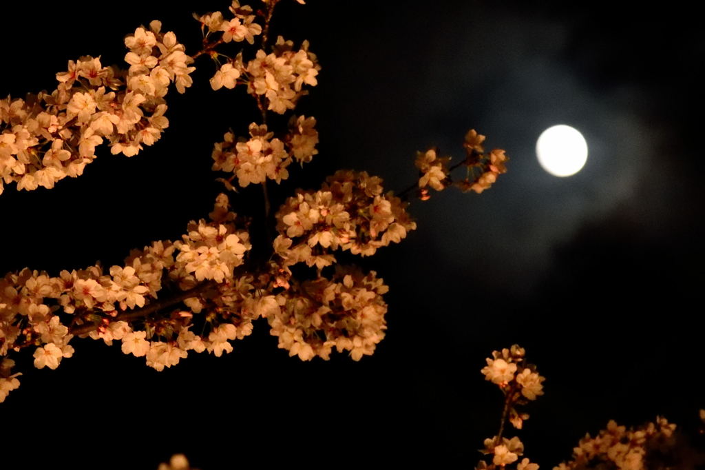 夜桜とお月様