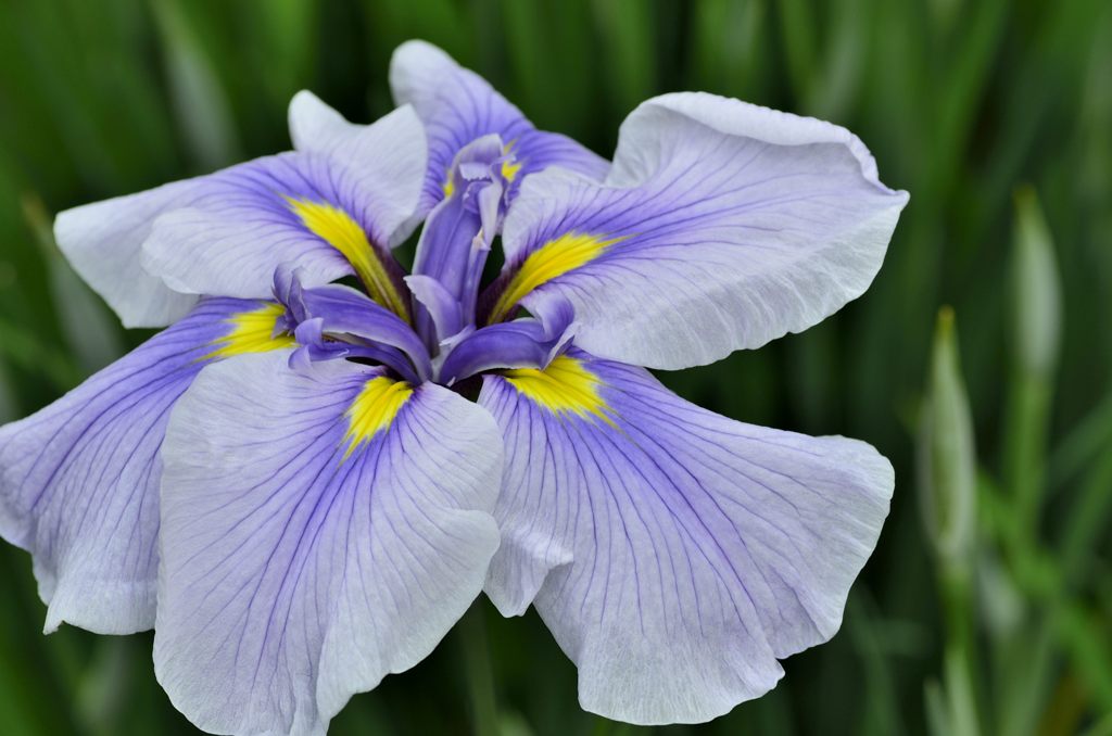 花菖蒲＃5（明月院）