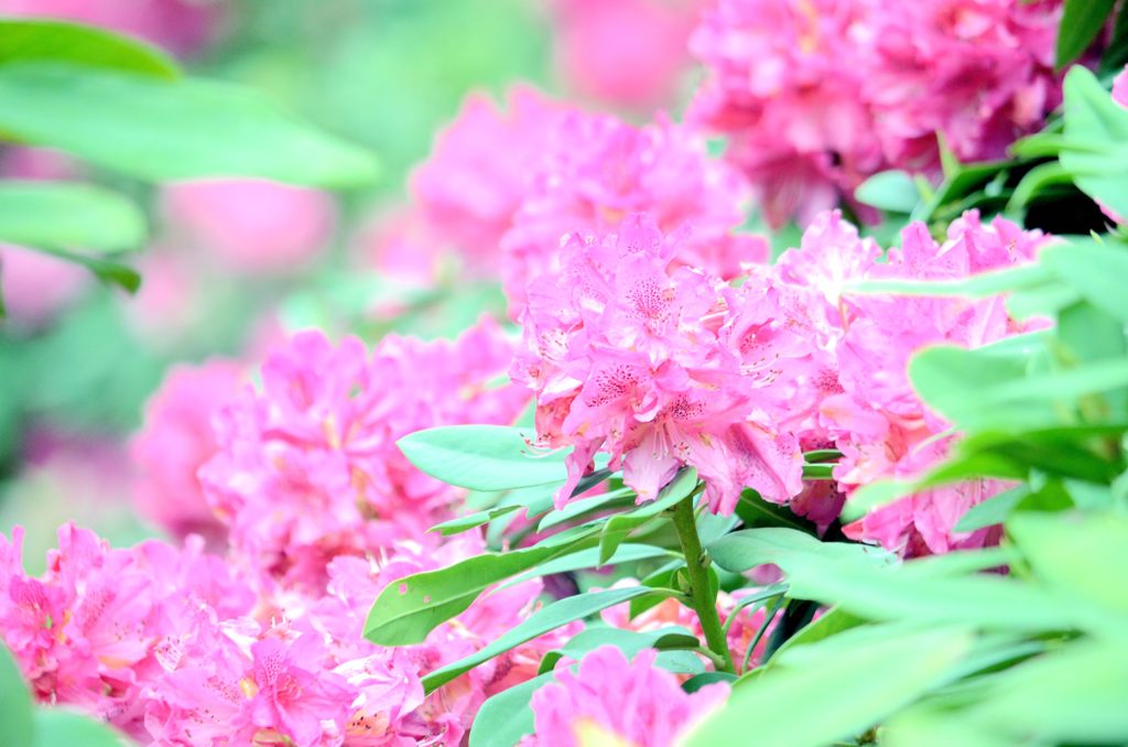 西洋シャクナゲ