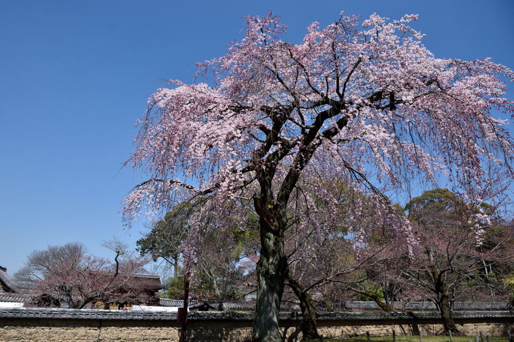 ２０１５醍醐の桜（４）