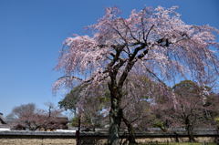 ２０１５醍醐の桜（４）