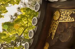 菊の御紋と青もみじ（妙心寺）