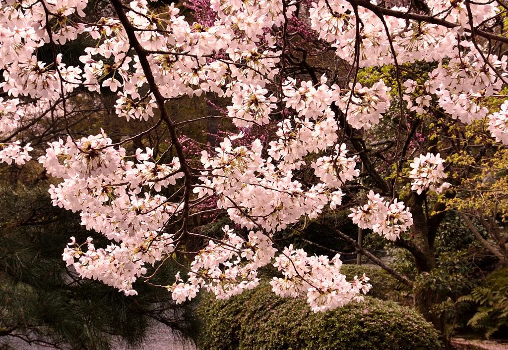 たわわな桜