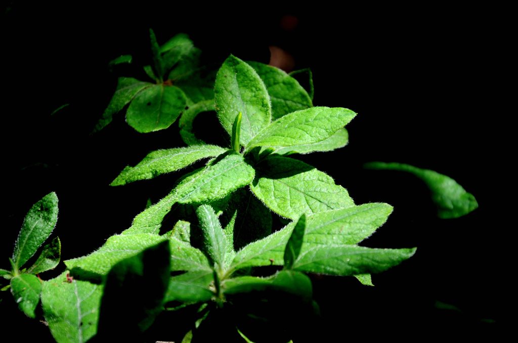 ここだけ光が・・・