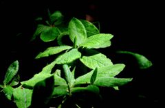 ここだけ光が・・・