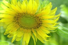 夏の終わり＃３