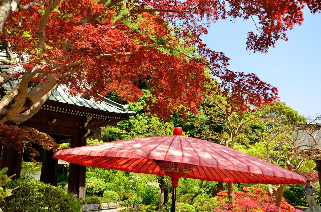 春なのに紅葉（海蔵寺）