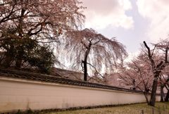 醍醐の花見＃２