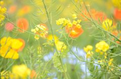 ポピーと菜の花