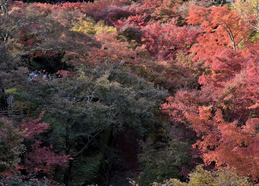 東福寺・紅葉２０１３（２）