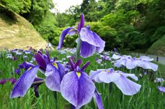 花菖蒲＃2（明月院）