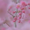 pink・sakura