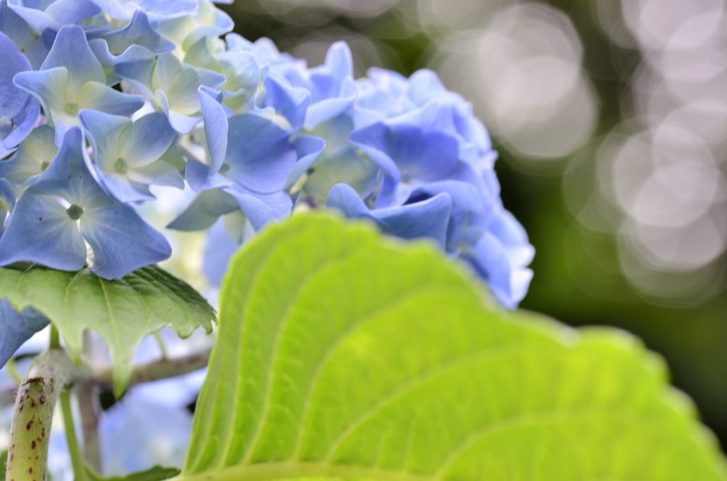 ヤマアジサイ#8（長谷寺）