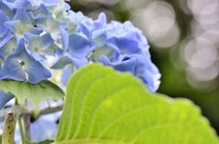 ヤマアジサイ#8（長谷寺）