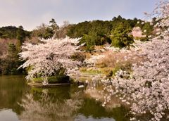 龍安寺・鏡容池