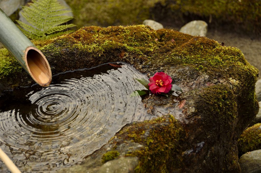 水の輪と花弁