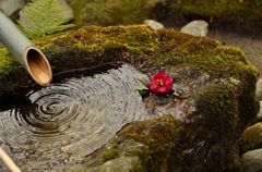 水の輪と花弁