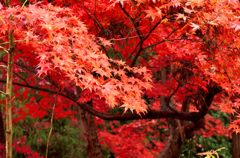 鍬山神社＃６