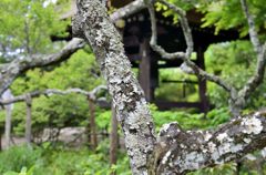 梅の古木と鐘楼