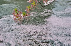 川を流れる桜