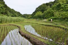 田圃の水面に映える緑＃2