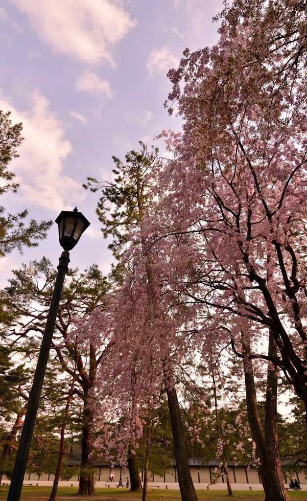 御所の桜風景＃１