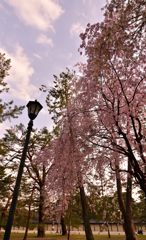 御所の桜風景＃１