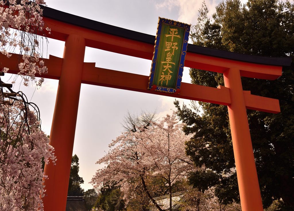 鳥居越しの桜