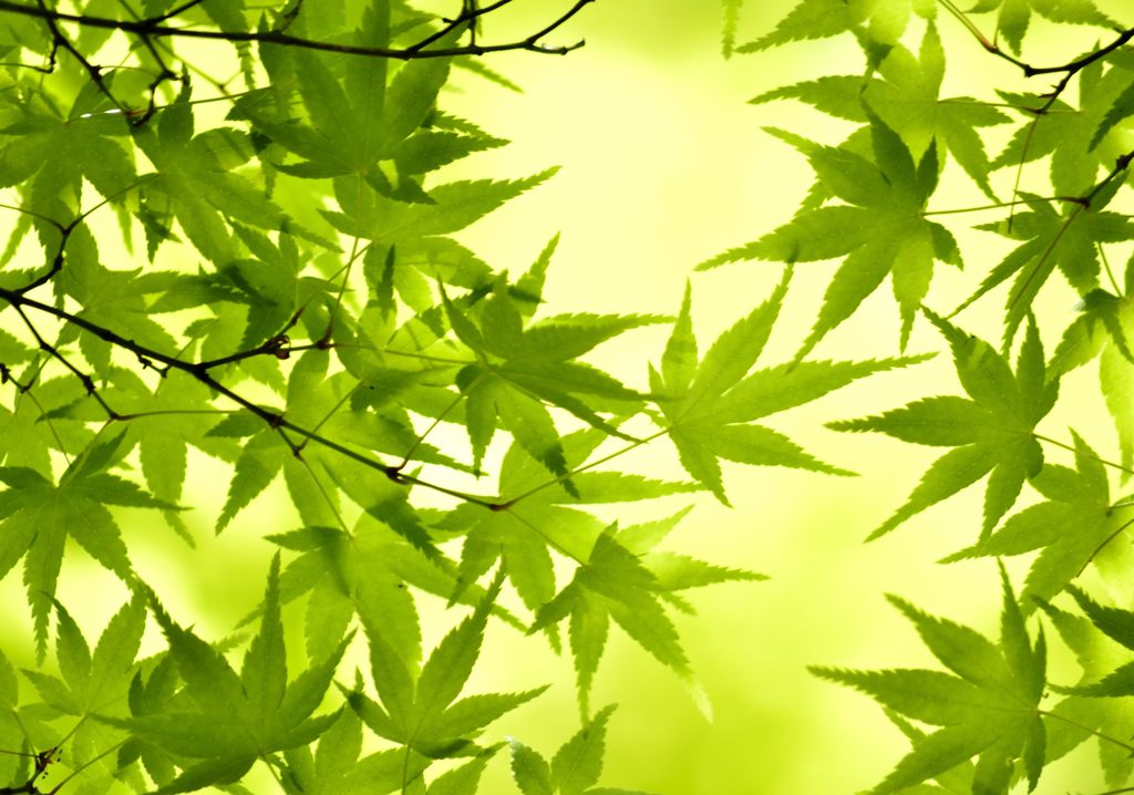 青もみじ＃6（宝厳院）