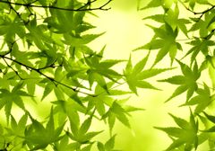 青もみじ#6(宝厳院)