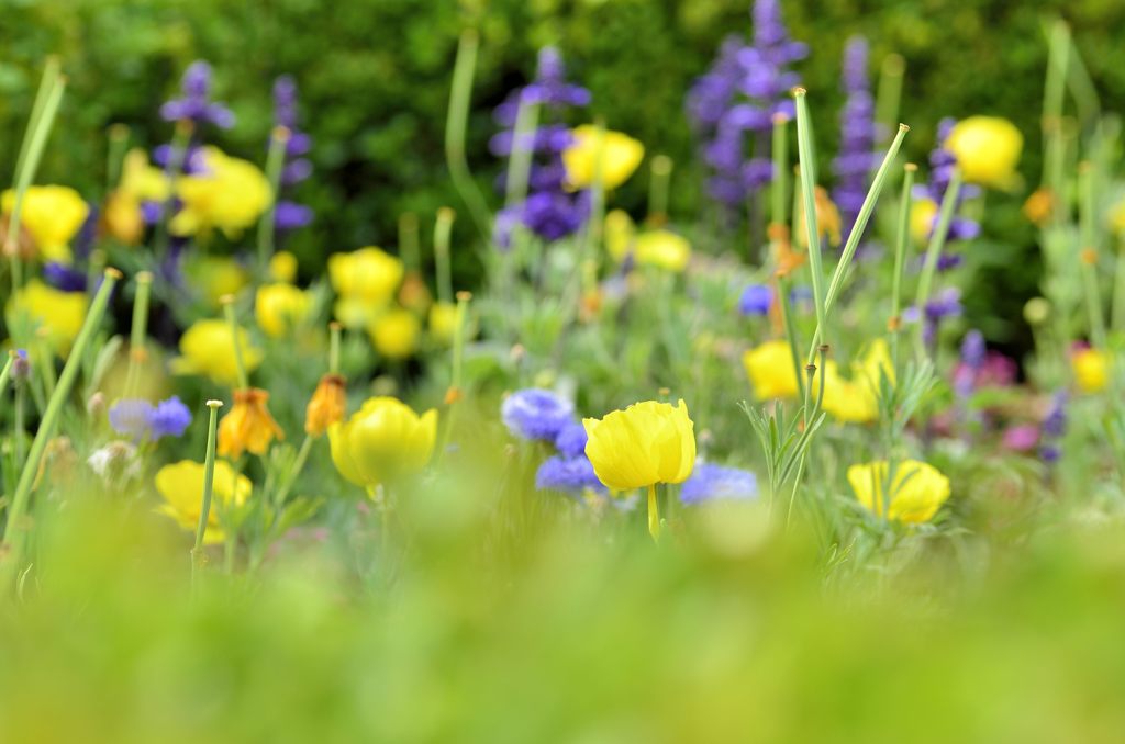 外交官の家の花壇