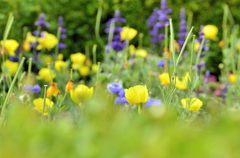 外交官の家の花壇