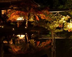 高台寺＃３（臥龍池）