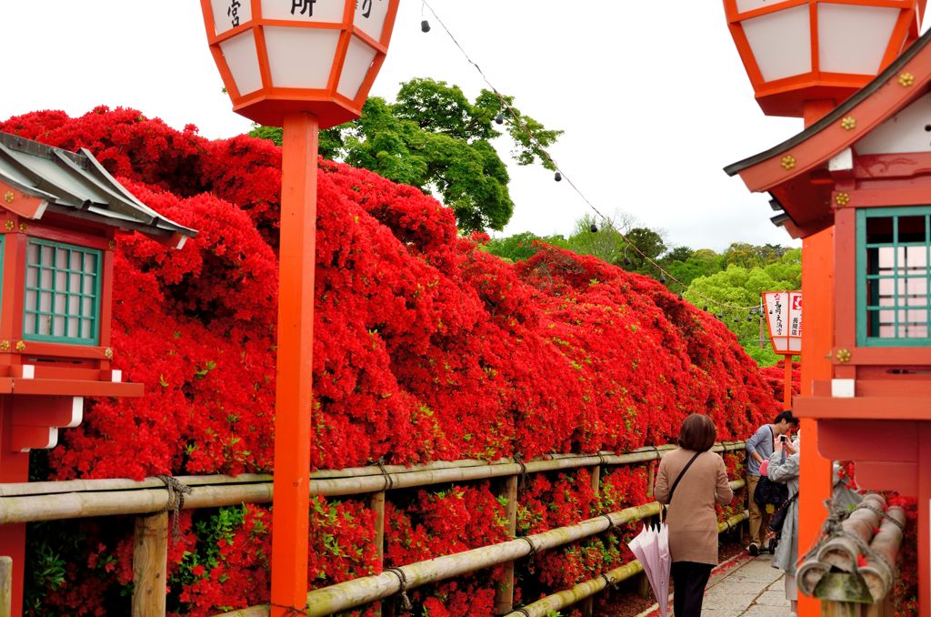 京都/長岡天満宮のツツジの通り抜け