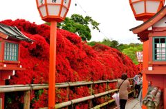 京都/長岡天満宮のツツジの通り抜け