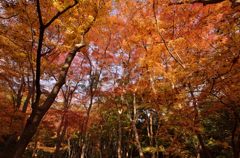 静寂の錦秋
