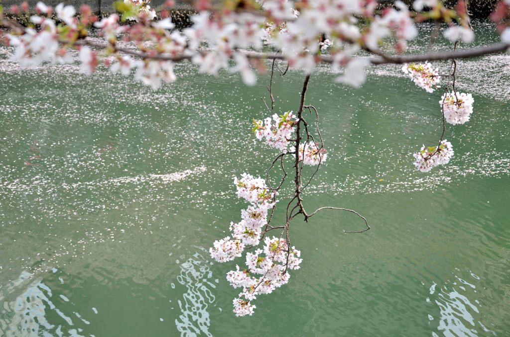 もう、桜も終わりです