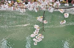 もう、桜も終わりです