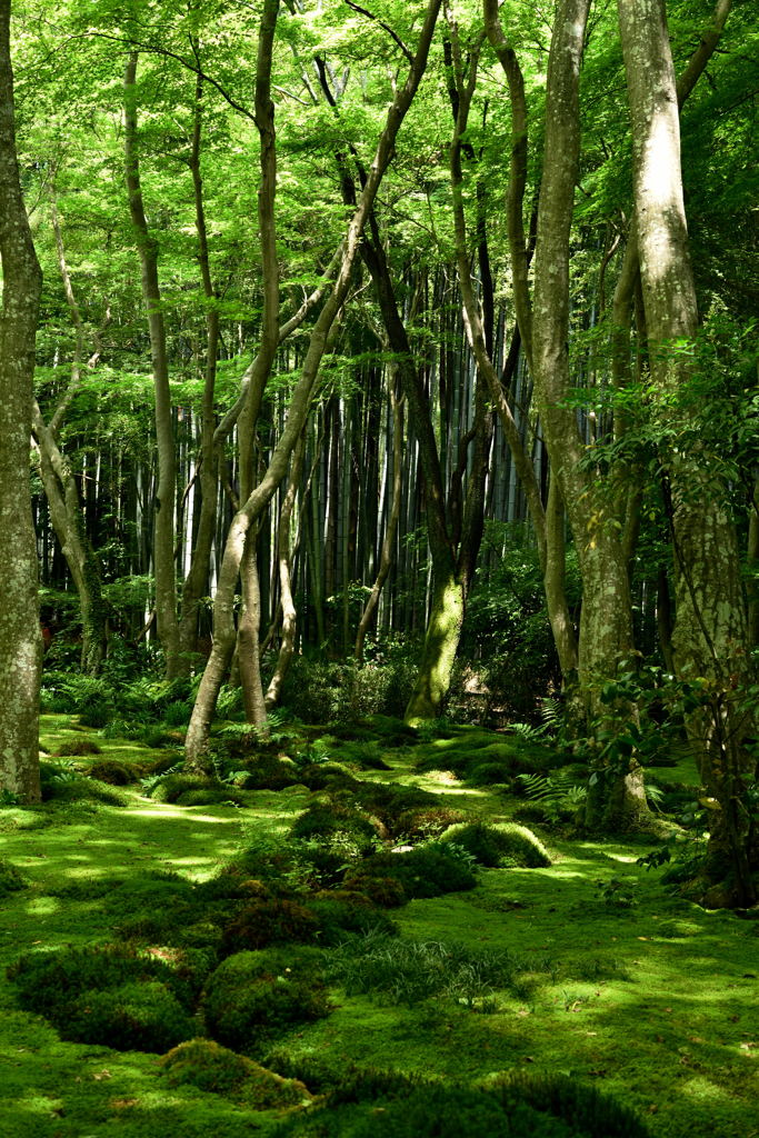緑・緑・緑