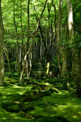 緑・緑・緑