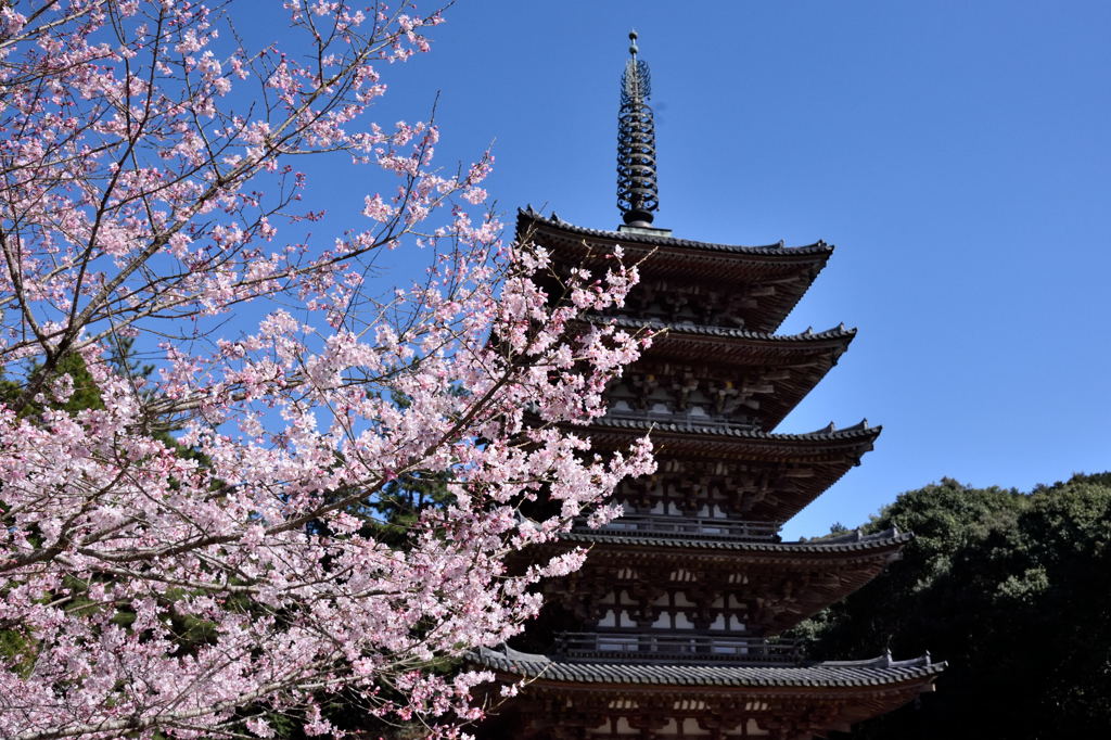 ２０１５醍醐の桜（６）